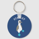 Search for blue footed booby Galapagos islands