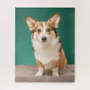 Search for corgi puzzles Puppy