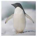 Search for penguin tiles Full length
