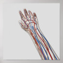 Search for lymphatic system posters Immunology