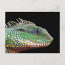 Search for iguana postcards Wildlife