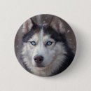 Search for white siberian husky Winter