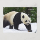 Search for giant postcards Snow