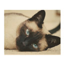 Search for siamese cat art Wall