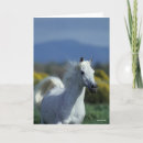 Search for arabic cards Grey