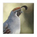 Search for quail tiles Nature
