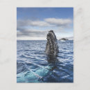 Search for antarctica postcards Outdoors