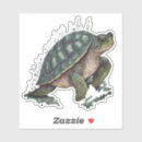 Search for turtle labels Elegant