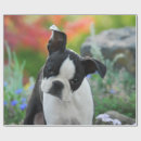 Search for dog wrapping paper Boston terrier