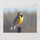 Search for north dakota postcards Western meadowlark
