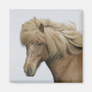 Search for icelandic horse Travel
