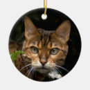 Search for bengal cat ornaments Kitty