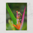 Search for frog postcards Flower