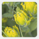 Search for indian stickers Yellow
