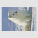 Search for cute arctic fox crafts party Iceland