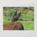 Search for algarve postcards Photograph