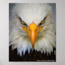 Search for american eagle posters Bird