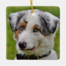 Search for australian shepherd ornaments Animal