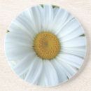 Search for daisy coasters Daisies