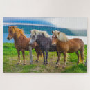 Search for icelandic horse Europe