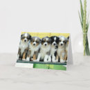Search for australian shepherd cards Puppies