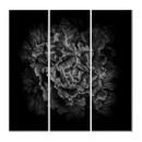 Search for black and white botanical art Dark