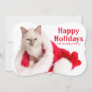 Search for birman cat White background