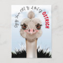 Search for bird pun cards Animal