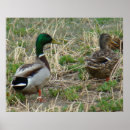 Search for mallard duck painting posters Waterfowl