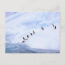 Search for antarctica postcards Animal