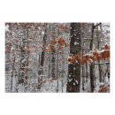 Search for snow covered trees posters Nature
