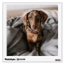 Search for dapple dachshund gifts Cute baby animal