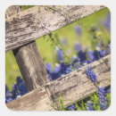 Search for bluebonnet stickers Wildflower