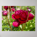 Search for velvet posters Peony