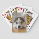 Search for corgi playing cards Cute