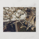 Search for pomegranate postcards Tree