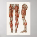 Search for medical posters Anatomical