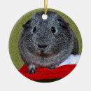 Search for guinea pig ornaments Funny