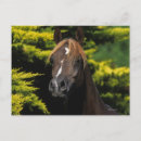Search for headshot postcards Horse