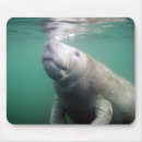 Search for manatee gifts Animals