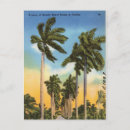 Search for palm tree postcards Beach