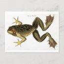 Search for frog postcards Illustration
