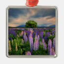 Search for new zealand ornaments lupine