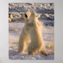 Search for polar bear in snow posters arctic