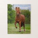 Search for iceland puzzles Animal