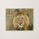 Search for kenya puzzles Panthera leo
