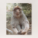 Search for monkey puzzles Mammal