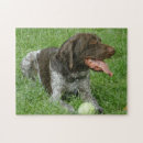Search for german shorthaired pointer puzzles Gsp