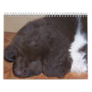 Search for newfoundland dog calendars Newfy