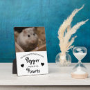 Search for guinea pig memorial In loving memory